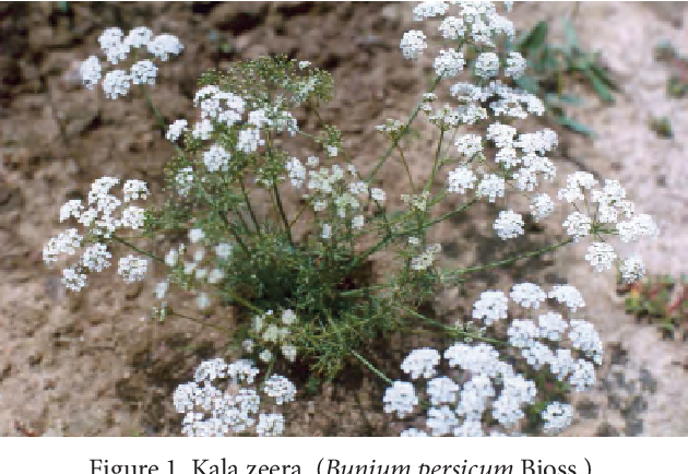 Plant Image